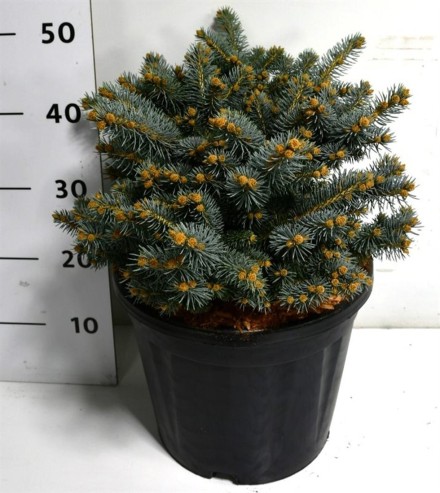 Picea pungens 'Glauca Globosa'