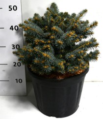 Picea pungens 'Glauca Globosa'