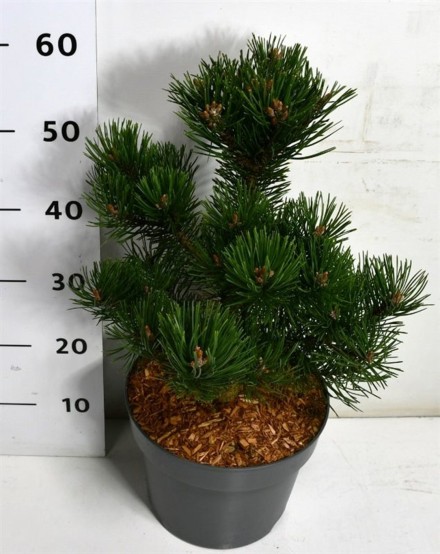 Pinus mugo 'Humpy'