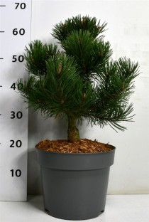 Pinus mugo 'Humpy'