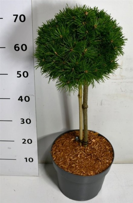 Pinus mugo 'Benjamin'