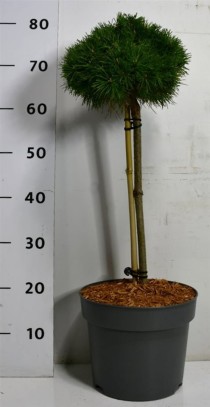Pinus mugo 'Benjamin'
