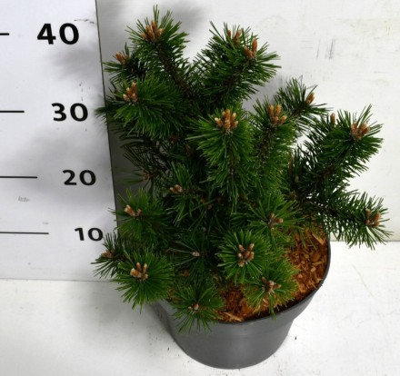 Pinus mugo 'Gnom'