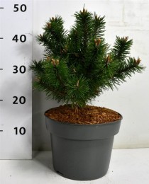 Pinus mugo 'Gnom'