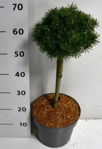 Pinus mugo 'Humpy'