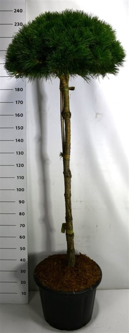 Pinus nigra 'Pierrick Bregeon'