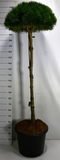 Pinus nigra 'Pierrick Bregeon'