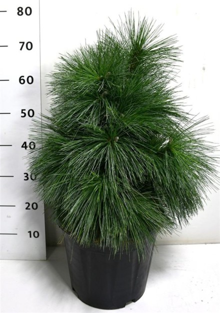 Pinus schwerinii 'Wiethorst'