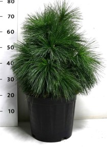 Pinus schwerinii 'Wiethorst'