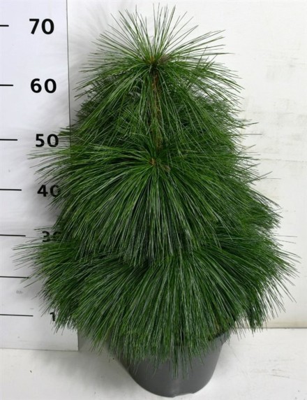 Pinus schwerinii 'Wiethorst'