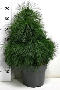 Pinus schwerinii 'Wiethorst'