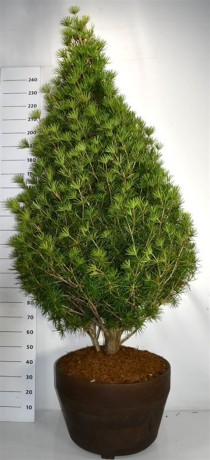 Sciadopitys vert. 'Beauty Green'