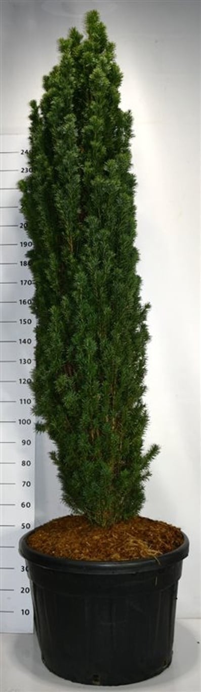 Taxus b. 'Fastigiata Robusta'