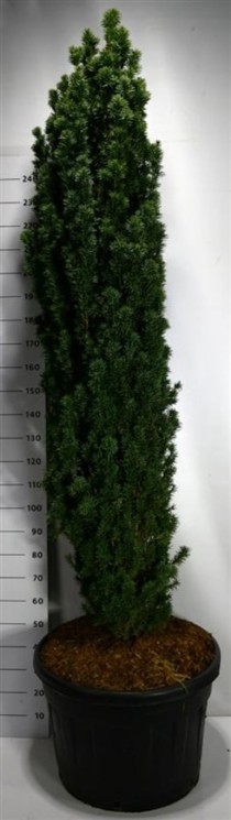 Taxus b. 'Fastigiata Robusta'