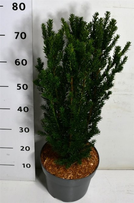 Taxus media 'Hillii'
