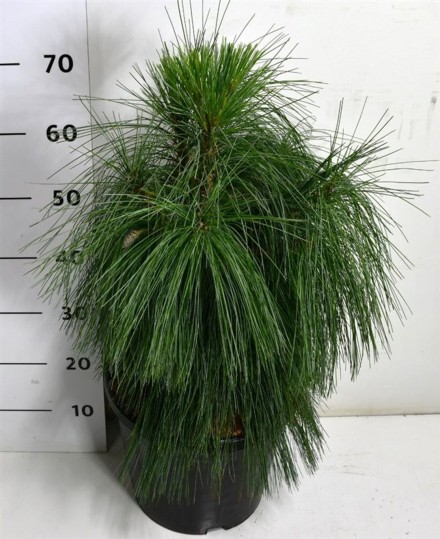 Pinus strobus Niagara Falls