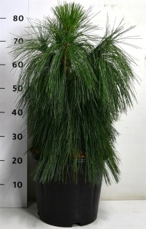 Pinus strobus Niagara Falls