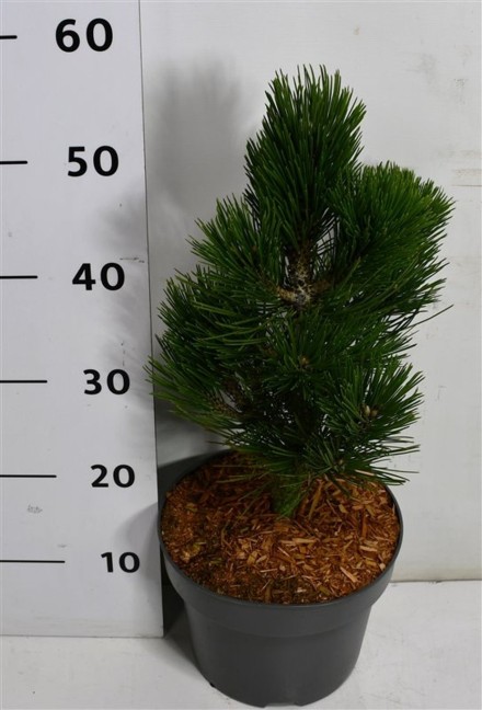 Pinus heldreichii 'Compact Gem'