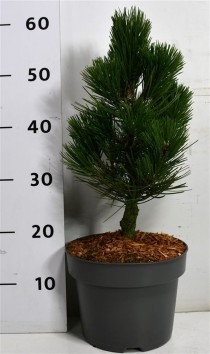 Pinus heldreichii 'Compact Gem'
