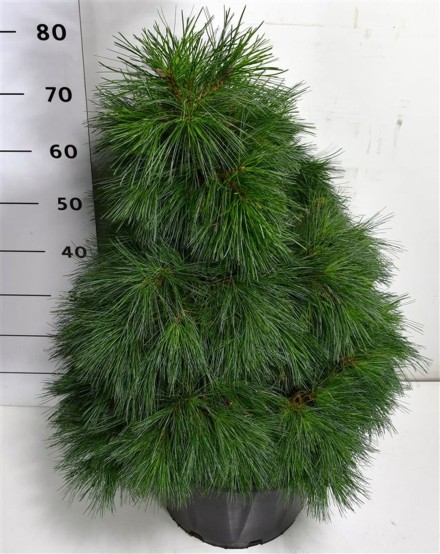 Pinus strobus Niagara Falls
