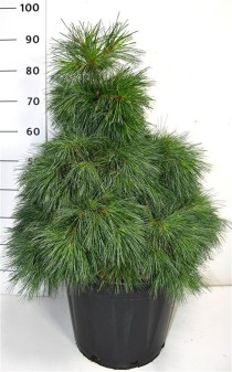 Pinus strobus Niagara Falls