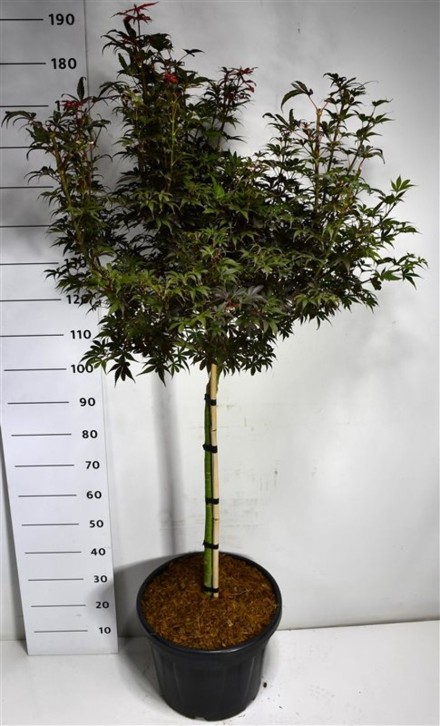 Acer pal. 'Skeeter's Broom'