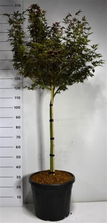 Acer pal. 'Skeeter's Broom'