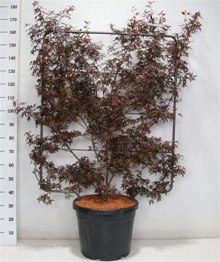 Acer pal. 'Skeeter's Broom'