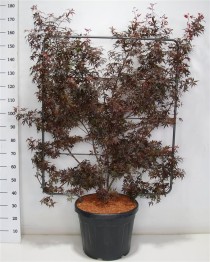 Acer pal. 'Skeeter's Broom'