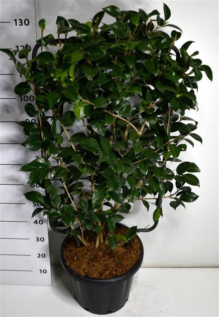 Camelia j. 'Black Lace'