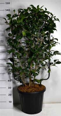 Camelia j. 'Black Lace'