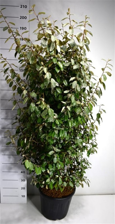 Elaeagnus ebb. 'Compacta'