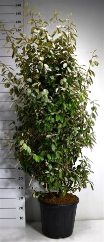 Elaeagnus ebb. 'Compacta'