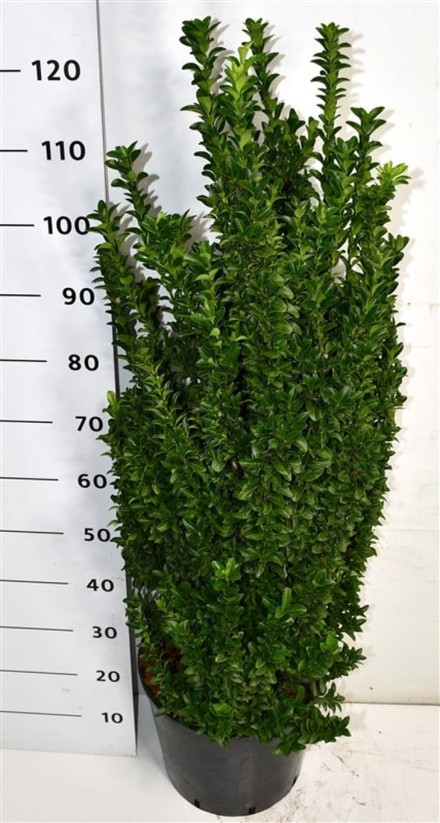 Euonymus jap. 'Benkomasaki'