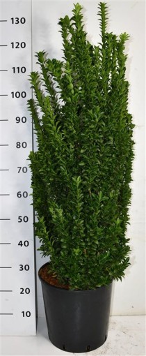 Euonymus jap. 'Benkomasaki'