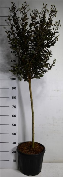 Lagerstroemia i. Coconut Sorbet