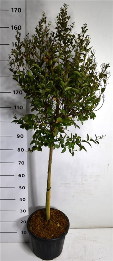 Lagerstroemia i. Double Feature