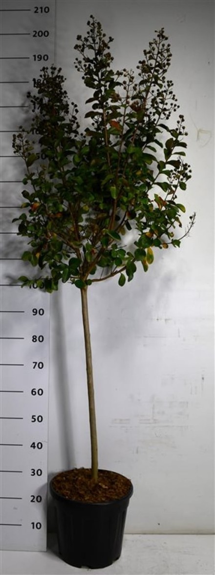 Lagerstroemia i. Pink Velour