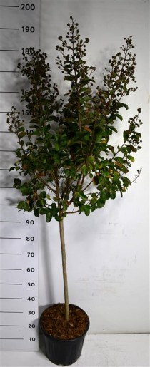 Lagerstroemia i. Pink Velour