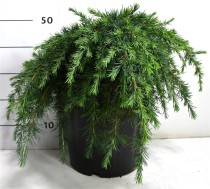 Cedrus deod. 'Feelin' Blue'