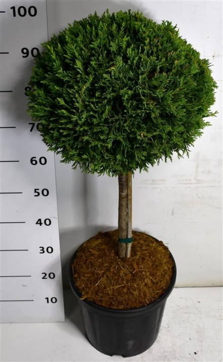 Cupressocyparis l. 'Castlewellan Gold'