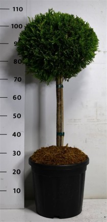 Cupressocyparis l. 'Castlewellan Gold'