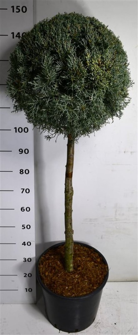 Cupressus arizonica