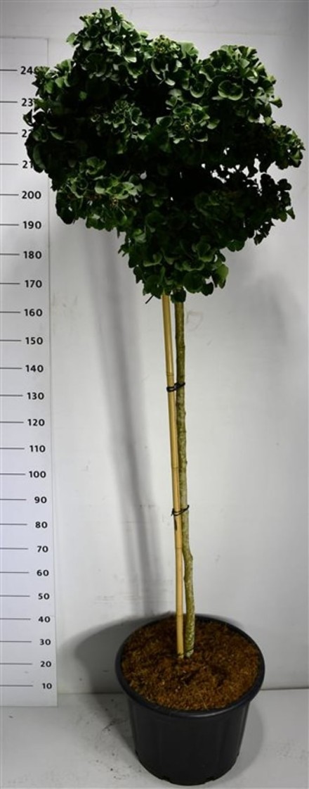 Ginkgo bil. 'Mariken'