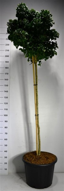 Ginkgo bil. 'Mariken'