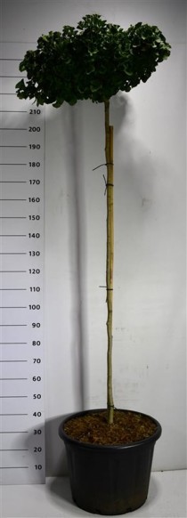 Ginkgo bil. 'Mariken'