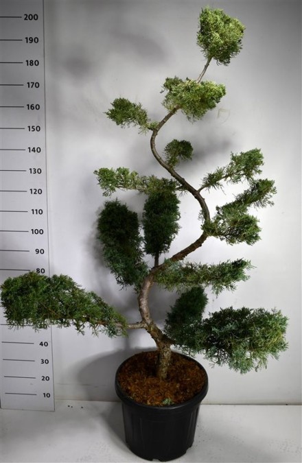 Juniperus pf. 'Pfitzeriana Glauca'