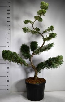 Juniperus pf. 'Pfitzeriana Glauca'