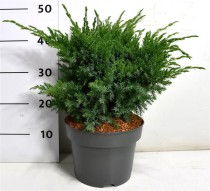 Juniperus squamata 'Blue Swede'