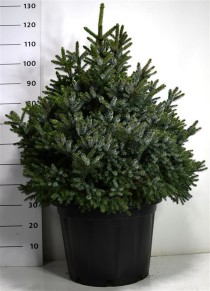 Picea omorika 'Nana'